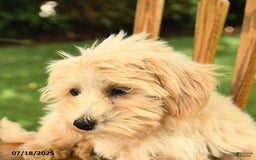 Maltipoo dogs for sale: Muddles - Image 9