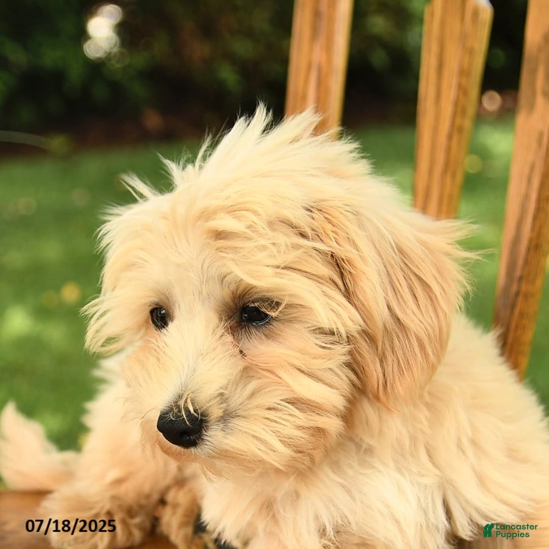 Maltipoo dogs for sale: Muddles - Image 9