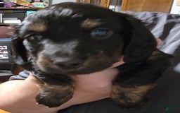 Miniature Dachshund dogs for sale: Gunner - Image 7