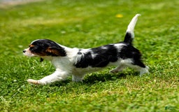 Cavalier King Charles Spaniel dogs for sale: Niki - Image 8