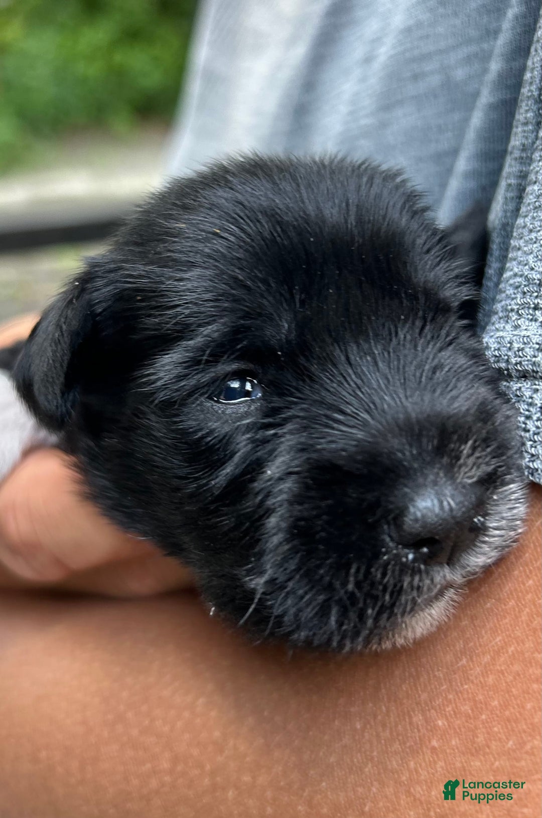 Miniature Schnauzer dogs for sale: Junie - Image 6