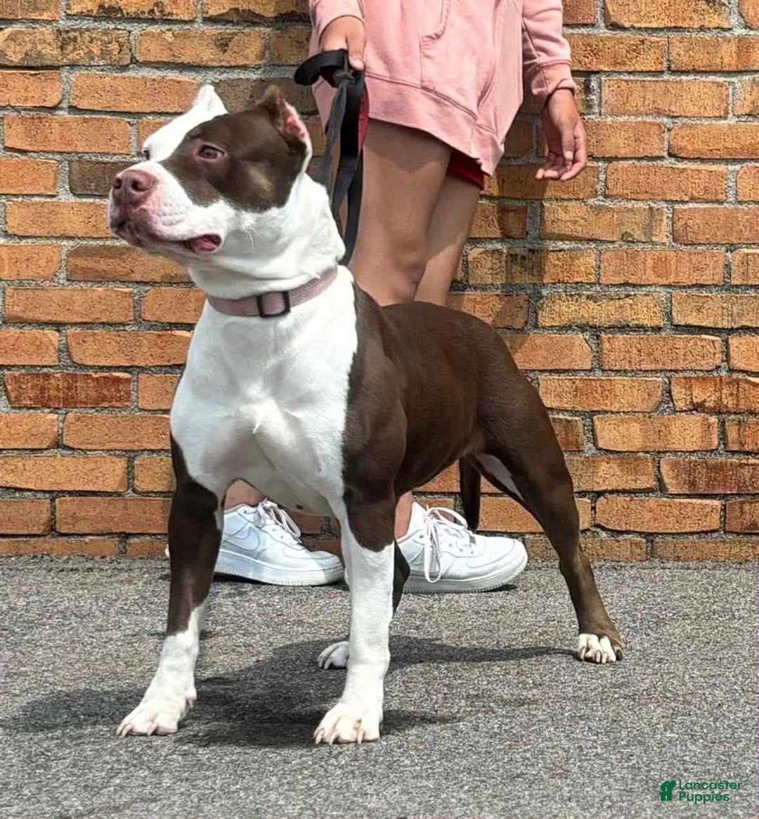 American Bully dogs for sale: Donnie Jay - Image 5