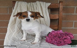 Havanese dogs for sale: Bessy - Image 14