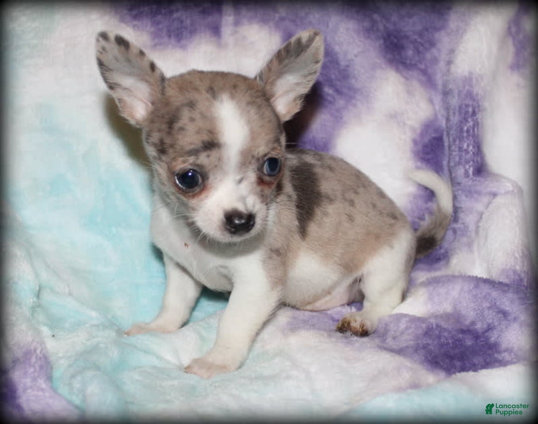 Chihuahua dogs for sale: Chari - Image 3