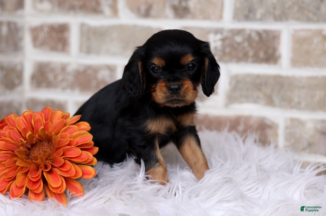 Cavalier King Charles Spaniel dogs for sale: Theo - Image 3