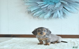 Miniature Dachshund dogs for sale: Zach Rare Color - Image 2
