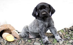 German Shorthaired Pointer dogs for sale: German Shorthaired Pointer 6 puppies - Image 15