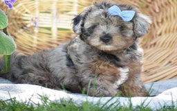 Yorkiepoo dogs for sale: Pluto - Image 14