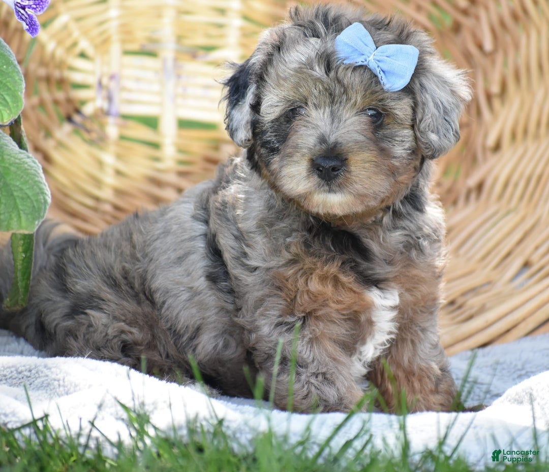 Yorkiepoo dogs for sale: Pluto - Image 14