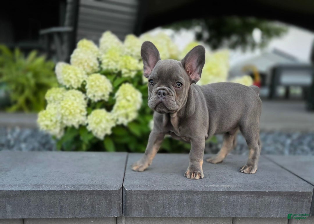 French Bulldog dogs for sale: Remi - Image 13