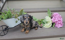 Miniature Dachshund dogs for sale: Flint - Image 1