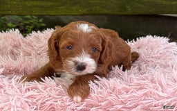 Cavapoo dogs for sale: Barbie - Image 15