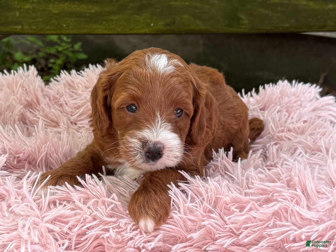 Cavapoo dogs for sale: Barbie - Image 15