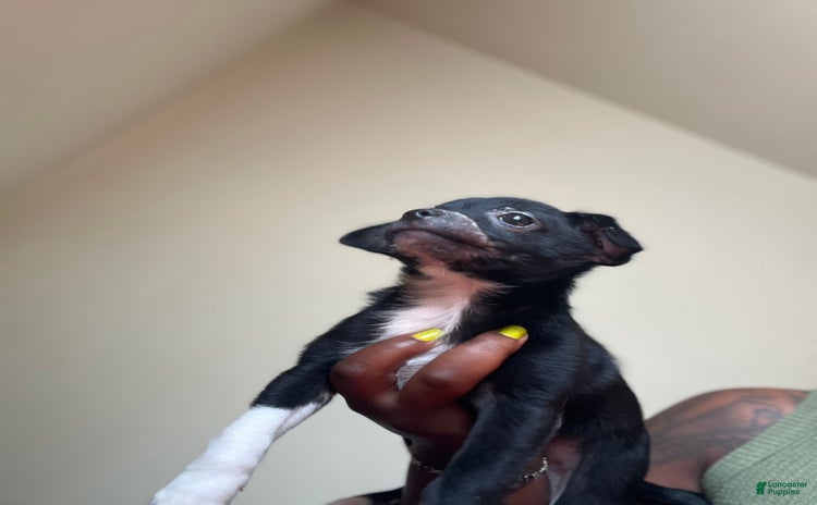 Chihuahua dogs for sale - Ad 1