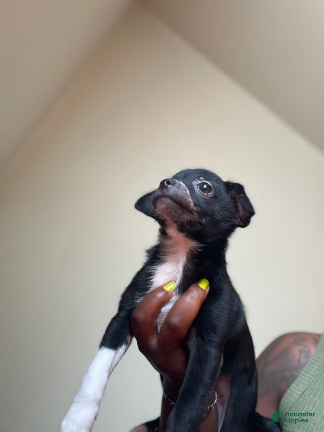 Chihuahua dogs for sale: Puppy A - Image 1