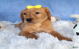 Labrador Retriever dogs for sale: Red Fox Geo - Image 5