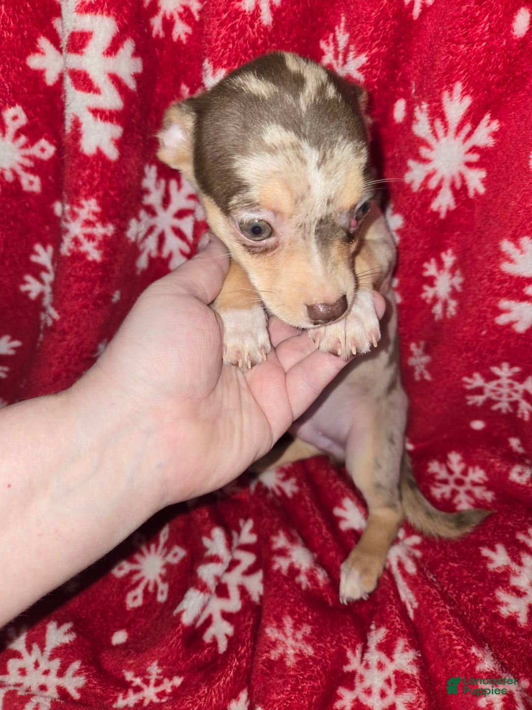 Chihuahua dogs for sale: Merle boy/Green Eyes - Image 3