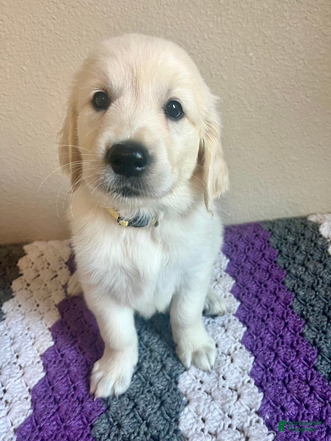 Golden Retriever dogs for sale: Zella - Image 1