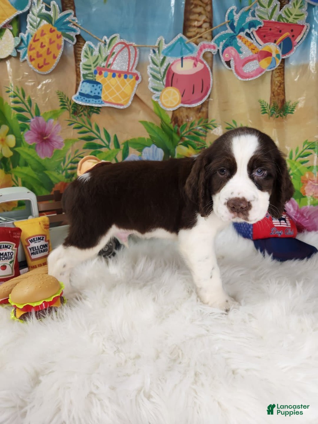 English Springer Spaniel dogs for sale: Mr Pibb - Image 4