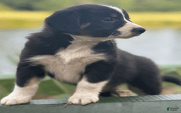 Australian Shepherd dogs for sale: Nova - Image 3