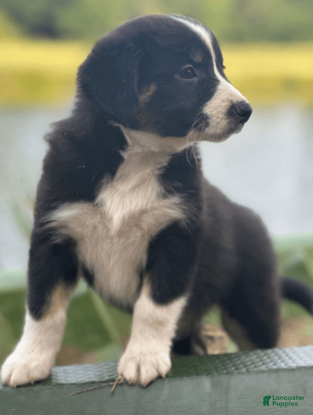 Australian Shepherd dogs for sale: Nova - Image 3