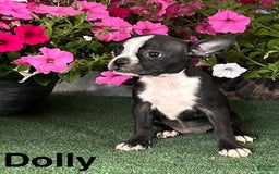 Boston Terrier dogs for sale: Dolly - Image 2