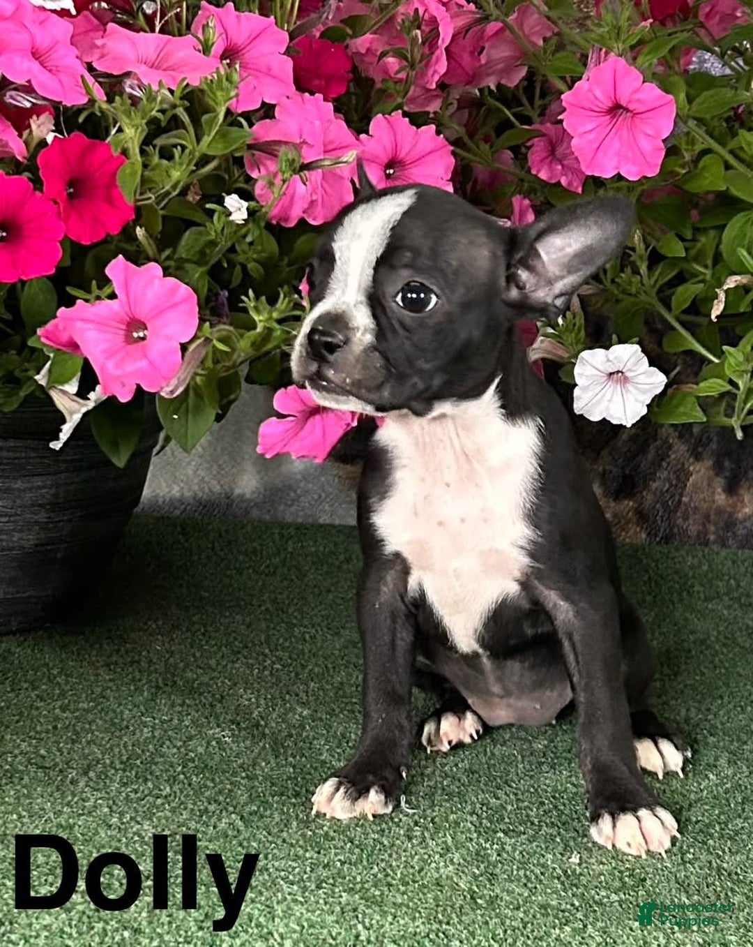 Boston Terrier dogs for sale: Dolly - Image 2
