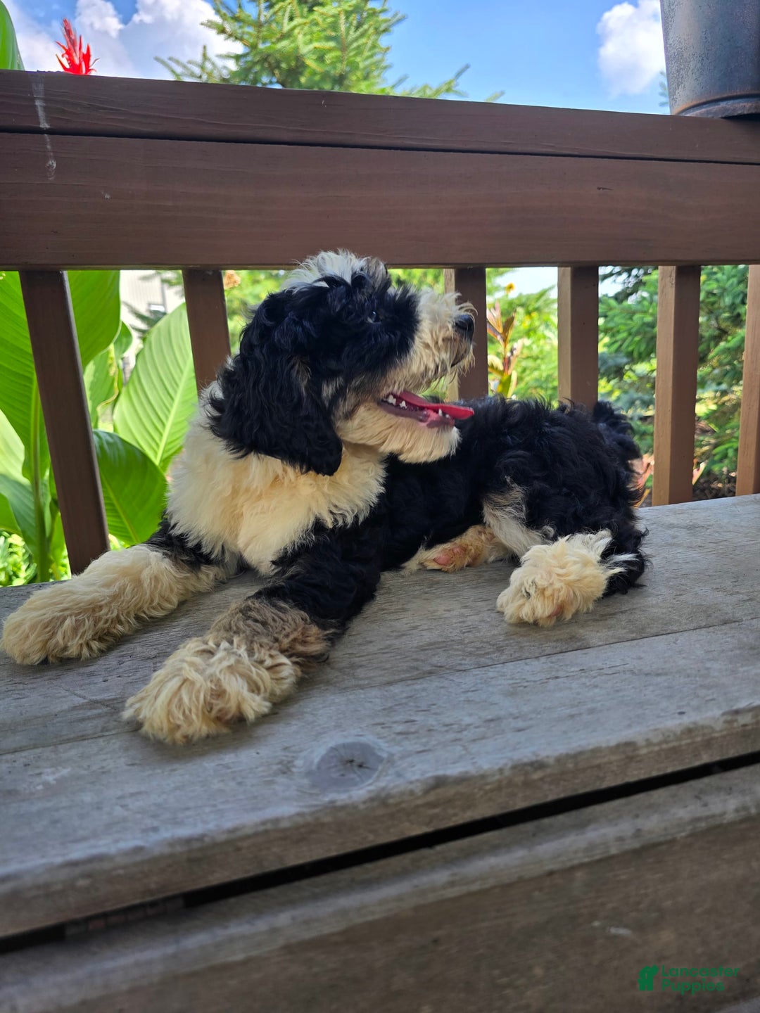 Bernedoodle dogs for sale: Camper - Image 4