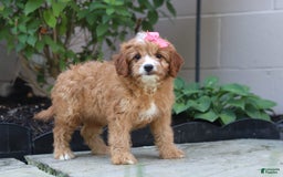 Cavapoo dogs for sale: Lily - Image 1