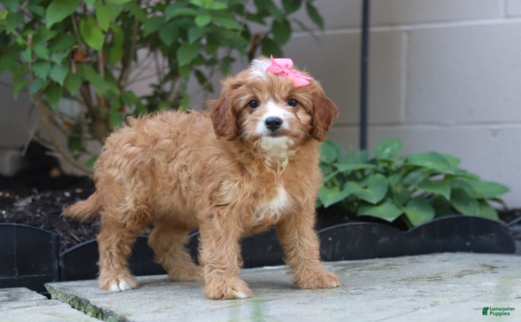 Cavapoo dogs for sale - Ad 5