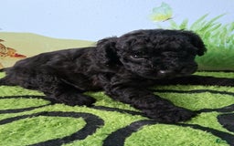 Mini Aussiedoodle dogs for sale: Pepper - Image 7
