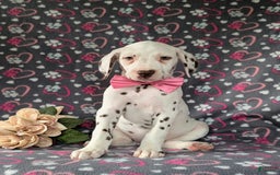 Dalmatian dogs for sale: Katie Liver - Image 6