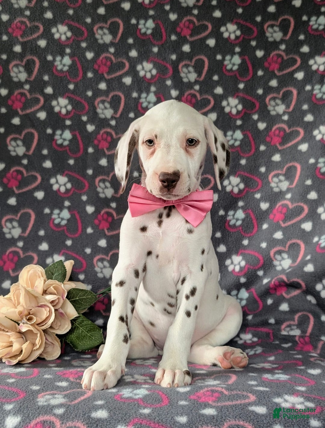 Dalmatian dogs for sale: Katie Liver - Image 6