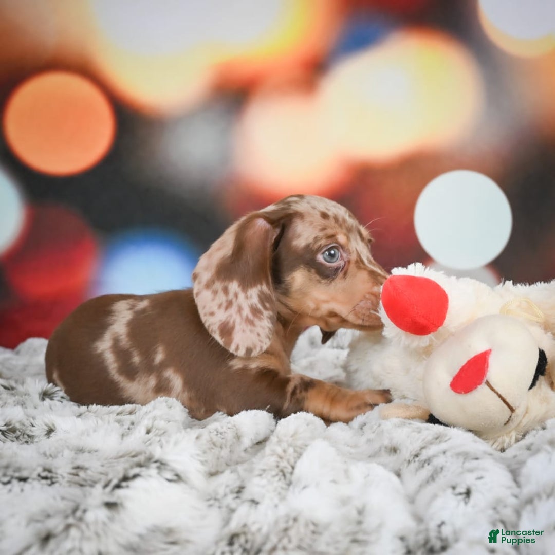 Miniature Dachshund dogs for sale: Easton - Image 5