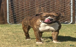 American Bully dogs for sale: Baby - Image 2