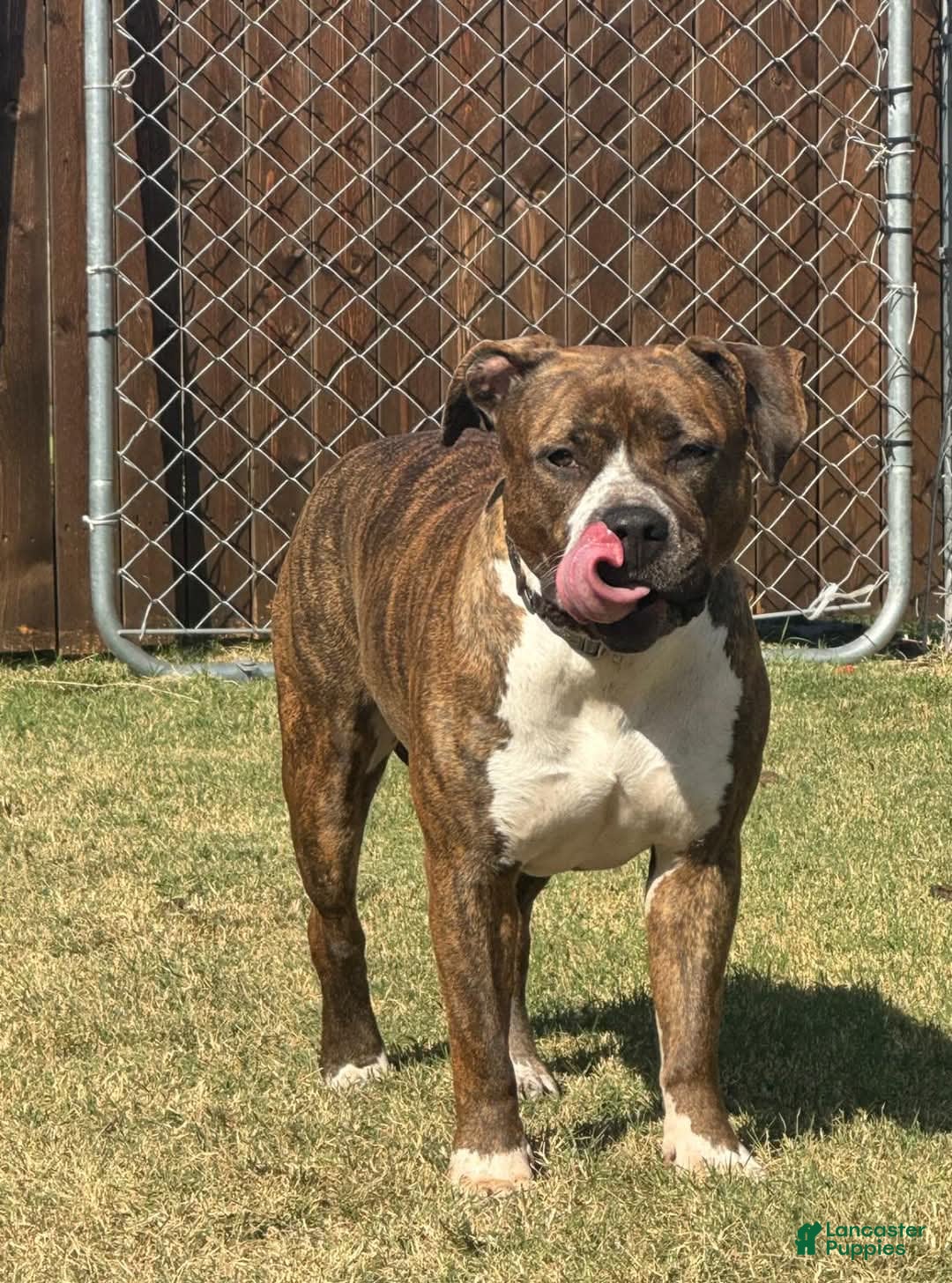 American Bully dogs for sale: Baby - Image 2