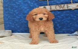 Goldendoodle dogs for sale: Lassie - Image 2