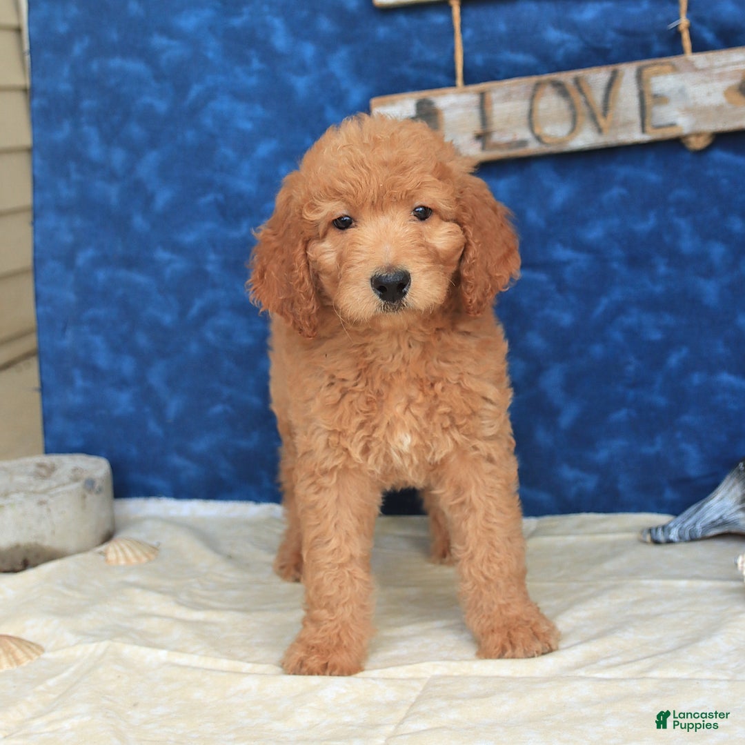 Goldendoodle dogs for sale: Lassie - Image 2