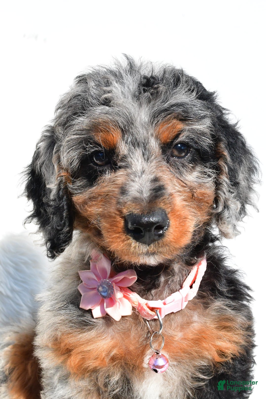 Mini Aussiedoodle dogs for sale: Elaine - Image 5