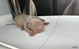 American Bully dogs for sale: Smurf - Image 1