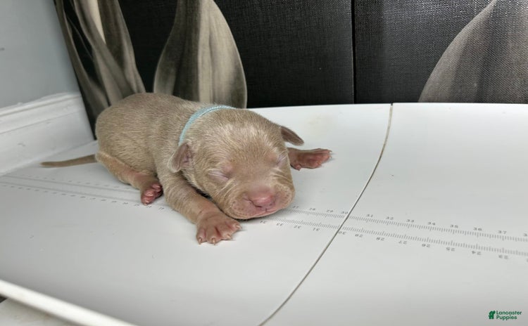 American Bully dogs for sale - Ad 3