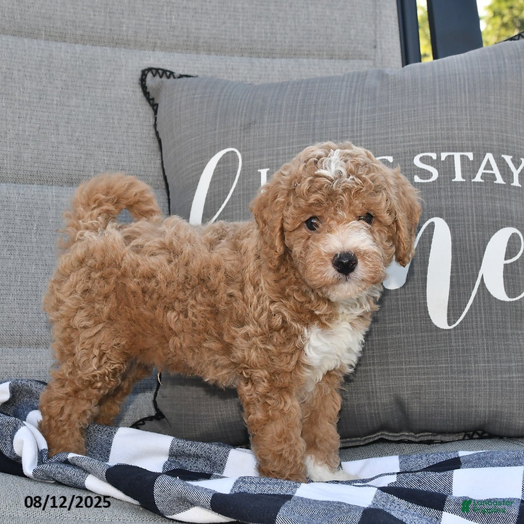 Toy Poodle dogs for sale: Skyler - Image 2