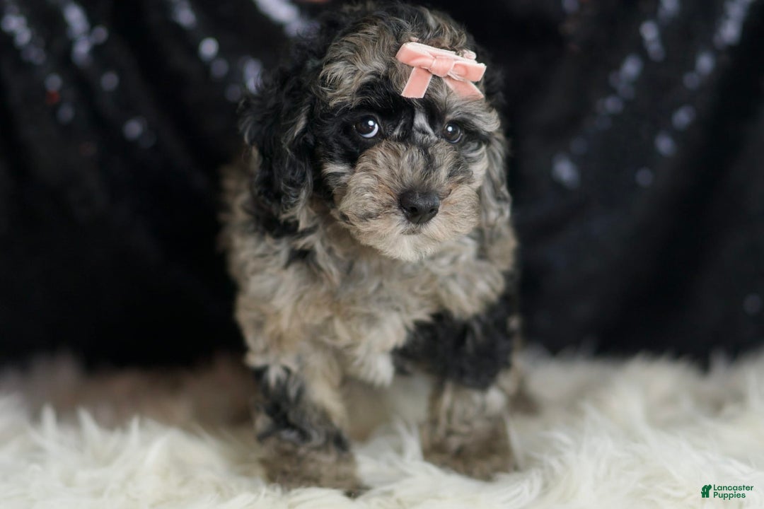 Mini Goldendoodle dogs for sale: Star - Image 5