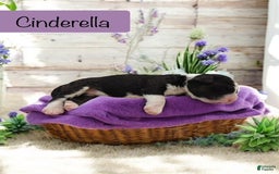 Bernedoodle dogs for sale: Cinderella - Image 2