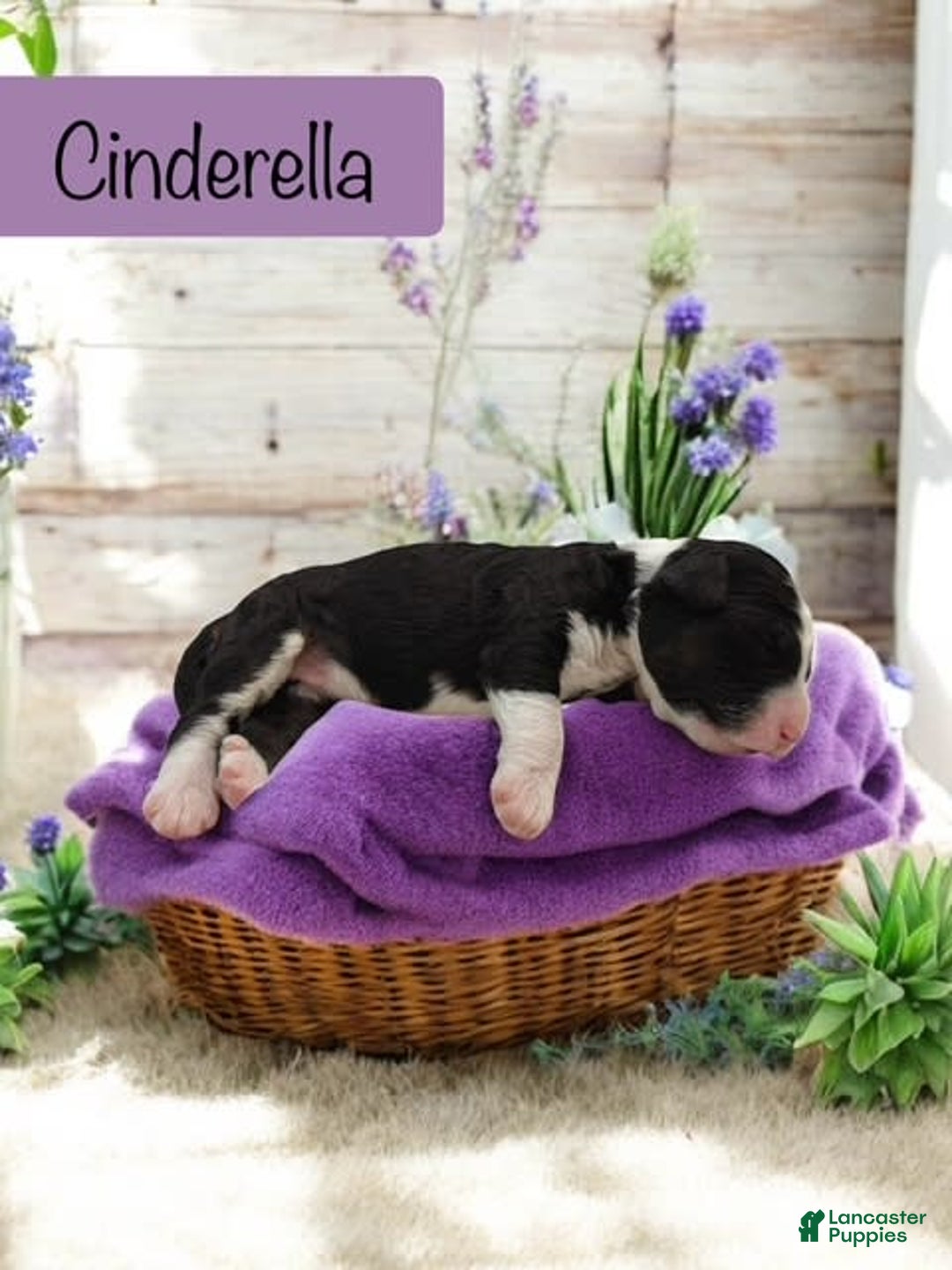 Bernedoodle dogs for sale: Cinderella - Image 2