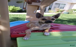 Chihuahua dogs for sale: Clark - Image 1