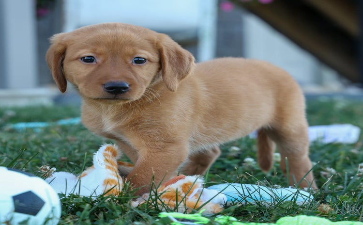 Labrador Retriever dogs for sale - Ad 1