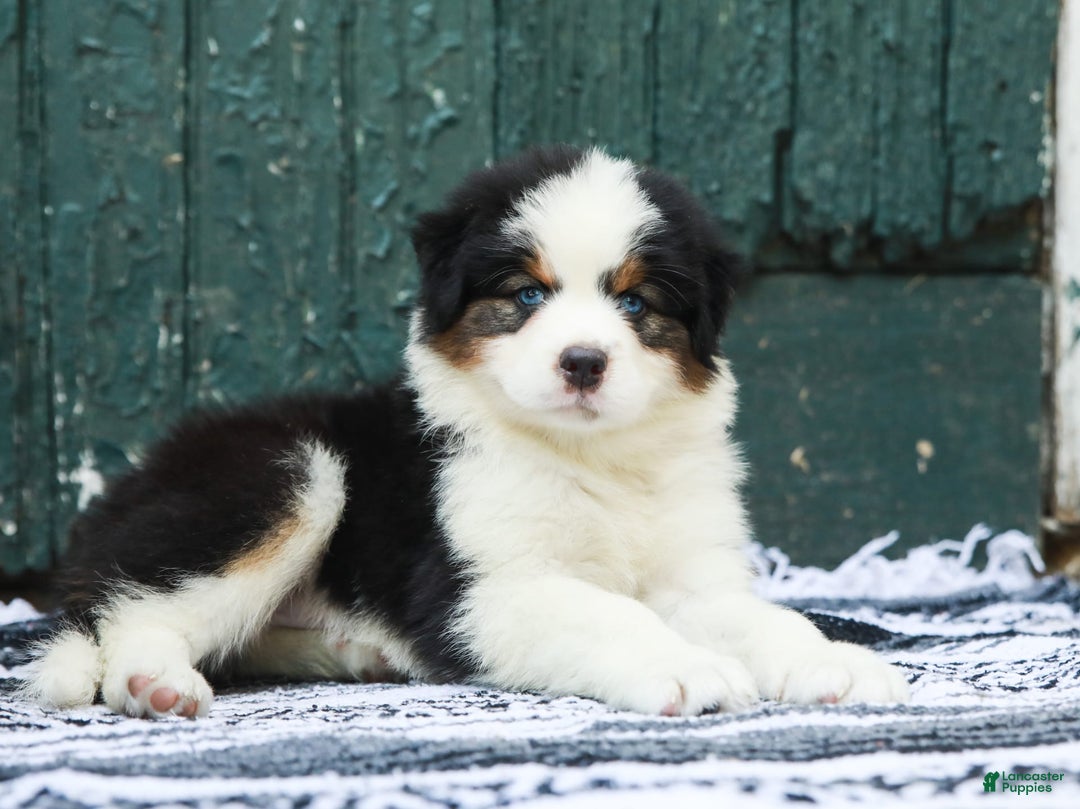 Australian Shepherd dogs for sale: Dakota - Image 5