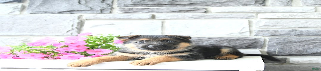 Jax