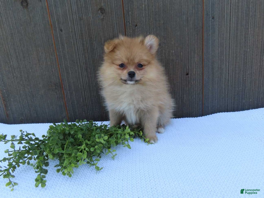 Pomeranian dogs for sale: Sandy - Image 2